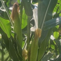 Elote Blanco Mexicano.    Tiernos  Y   . Sazones .. 7$  Docena 