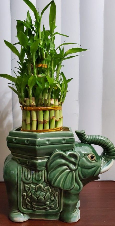 Lucky Bamboo Plant๐๐