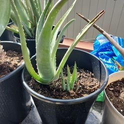 Aloe Plant 