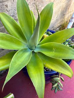 Healthy Foxtail Agave in Cobalt Blue Planter