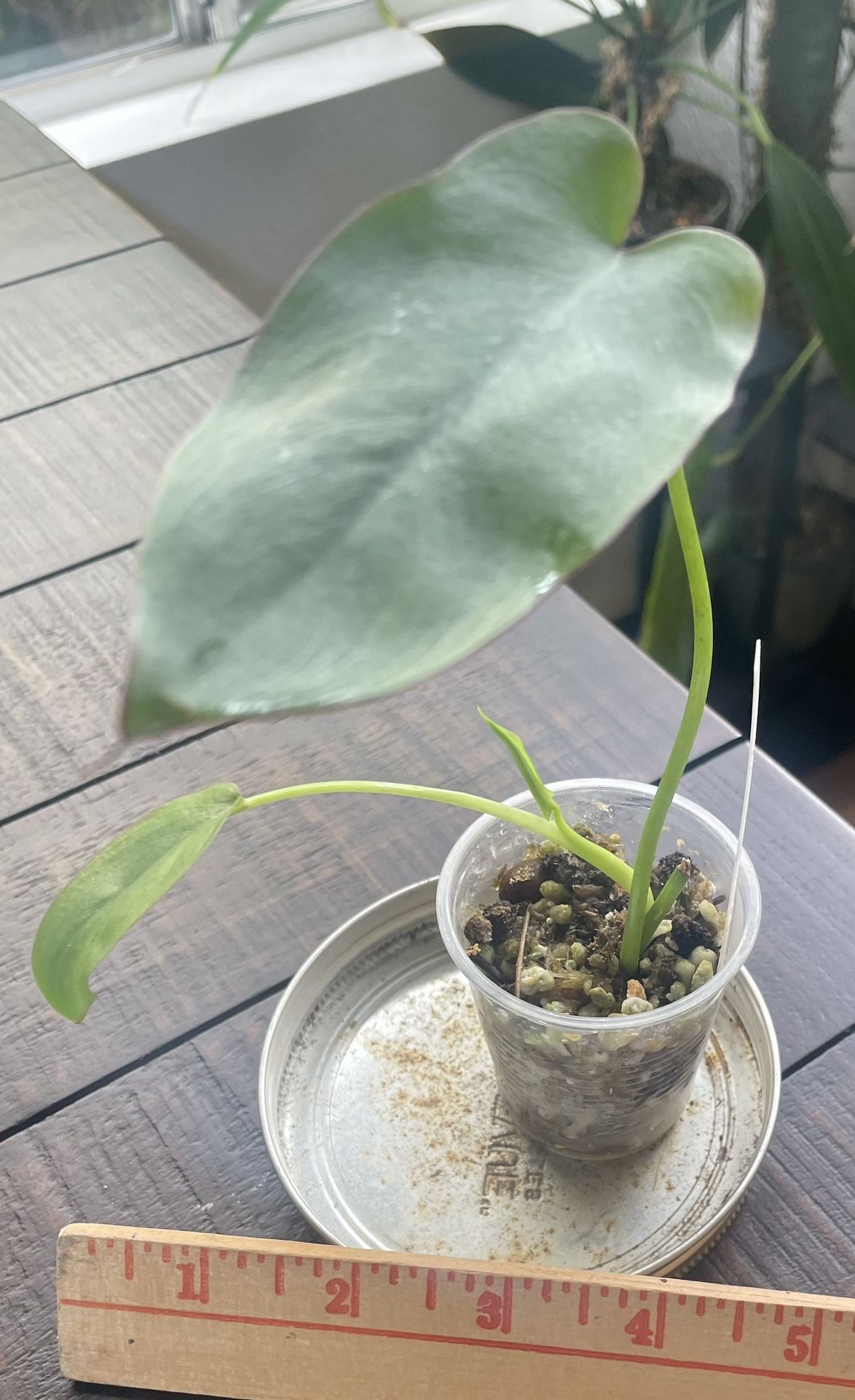Philodendron Recurvifolium 