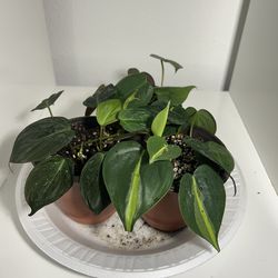 Starter Plants (philodendrons, Pothos)