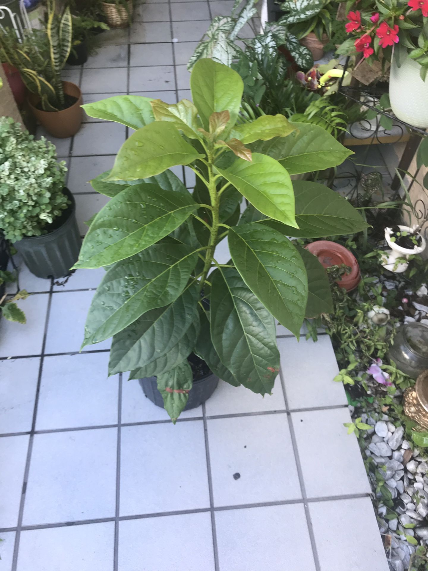 Avocado tree.