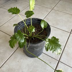 Philodendron House Plant 