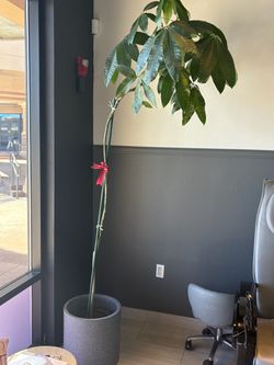 Money tree 7 foot