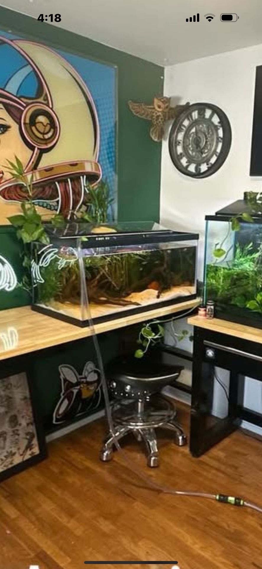 40 Gallon Breeder Aquarium