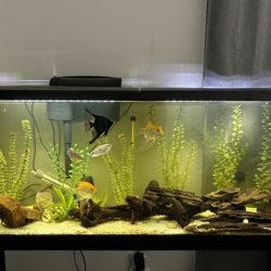 55gallon Fish Tank 