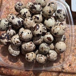 Quail Eggs 