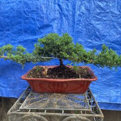 Bonsai Japanese Garden Juniper $50 Each