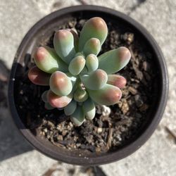 Blue Baby Fingers Succulent 