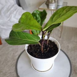 Triple Stem Fiddle Leaf Fig Ficus Lyrata Tree - Live Plant