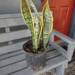 Plant Snake  Has 2 In The Pot Selling For $15. In Donna Inside The City Not Far From Old 83