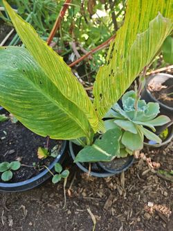 Variegated Flower 🌼 🌸 ✨️ 
