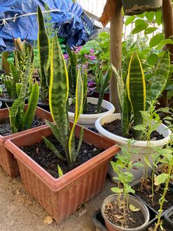 Snake live plant $10