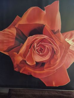 Rose print with frame