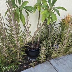 Free Kalanchoe Daigremontiana - Mother Of Thousands/ Alligator Plant