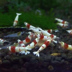 Decorations And Tanks 