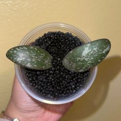 Hoya Sigillatis Round Form (B)