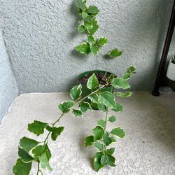 Variegated Bougainvillea Plant 