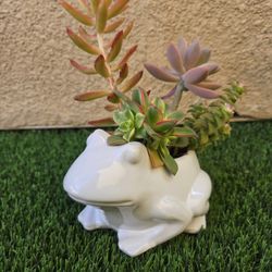 Frog With Succulents