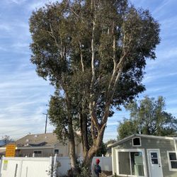 Arborist