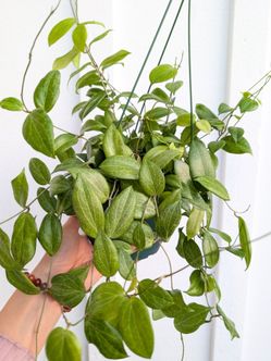 Hoya Fitchii Plant 6" Pot - Indoor House Plants