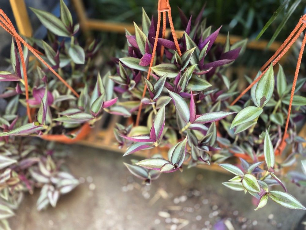 Tradescantia, wandering Jew/ dude, pale puma, varigated varieties
