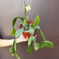 6” rhipsalis eliptica