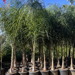 15 Gallon Size- Queen Palm Trees- Approximately 6-8 Feet Tall 