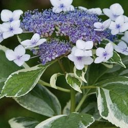 Hydrangea With Verigated Leaves And Purple Flowers