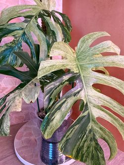 Monstera MINT NOID Plant - 8inch