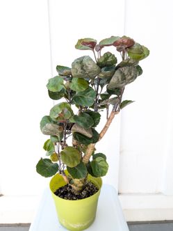 Aralia Fabian Stump Plant 6" Pot - Indoor House Plants