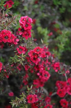 Leptospermum scoparium 'Ruby Glow'