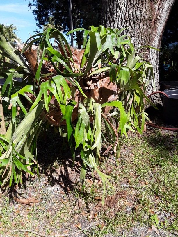 STAG HORN FERN LARGE
