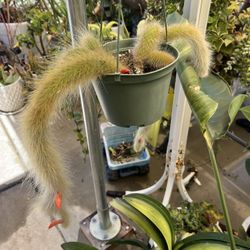 Monkey Tail 