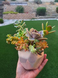 Succulent Arrangement