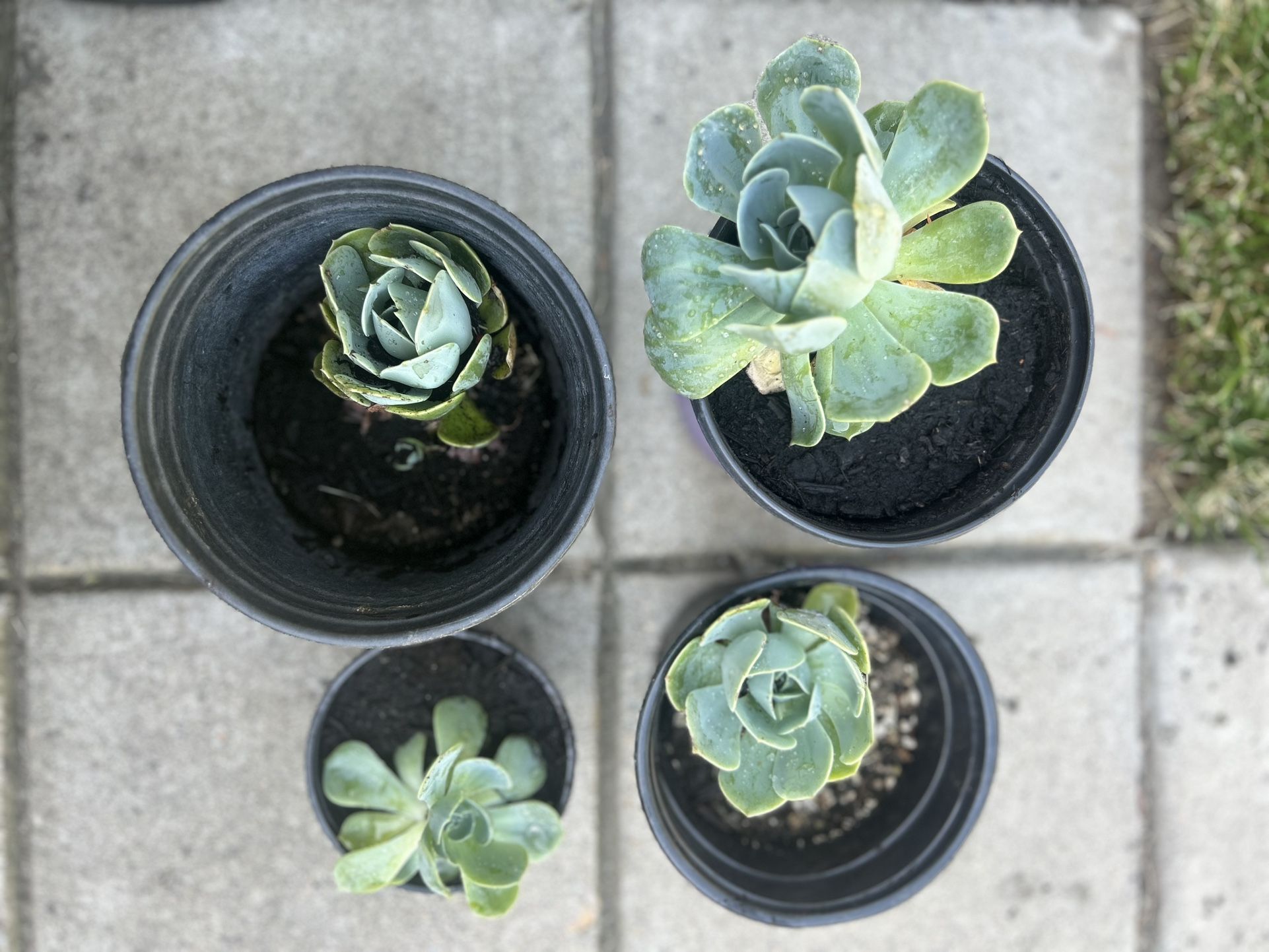 Succulent(s)