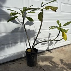 Large plumeria tree well rooted in pot large white and yellow center flowers smells like coconut cream plumeria plant potted patio plant