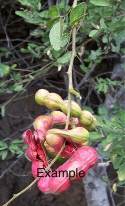 Árboles de Pinzanes O Guamuchil