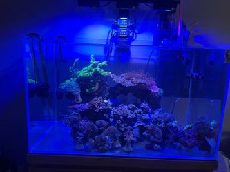 Saltwater reef tank