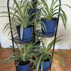 Brand new Metallic Foldable Decorative Plant Stand with 6 plants in 5.5in pots - Height 37in