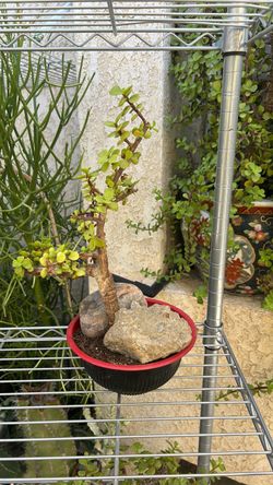 Jade plant