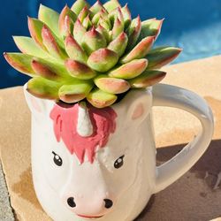 Korean Succulents In Unicorns Mug 