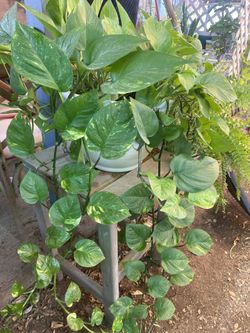 Planta De Photo
