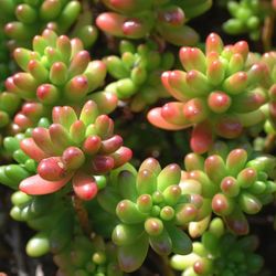 Jelly Bean Plants 🪴👆