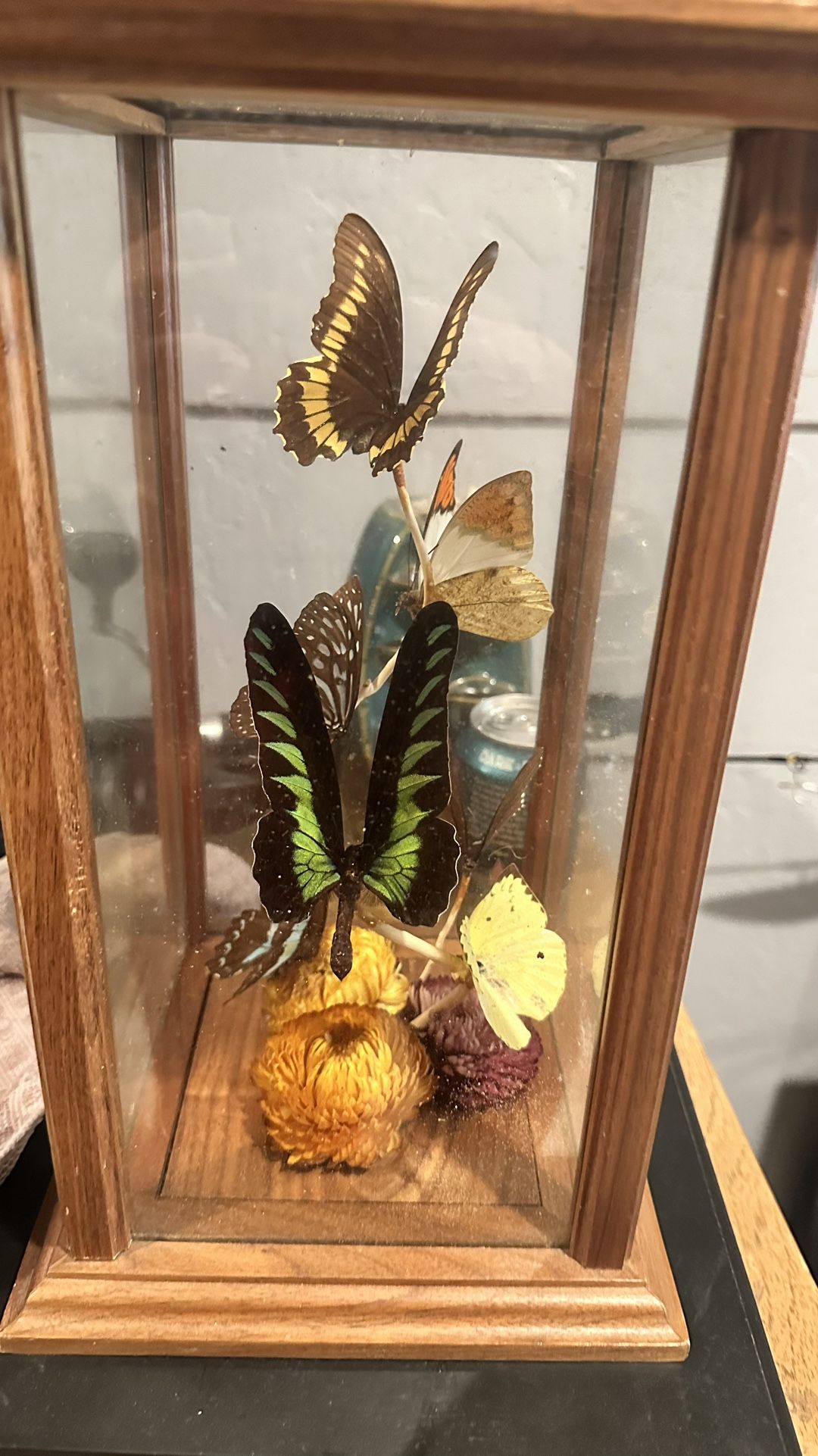 Butterfly Taxidermy Display