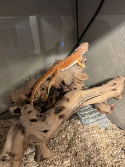 Bearded Dragen Setup