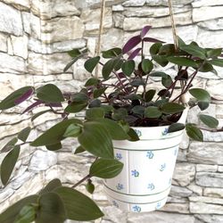 Tradescantia Baby Bunny Belly , House Inch Plant In Cute Ceramic Hangin Pot 6" H.  