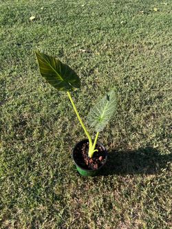 Regal shield alocasia
