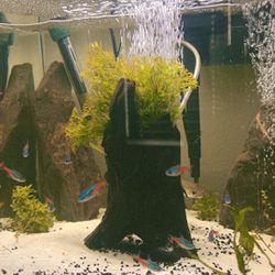 14 Gallon Frameless Fish Tank